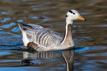 The bar-headed goose, Anser indicus seen in English Garden in Munich