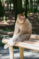 Affe sitzt auf einer Bank