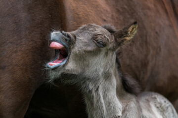 Newborn Icelandic horse foal with mouth open