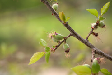 Hairy apricot hanging on the branch just beginning to grow