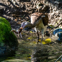 Glossy ibis, Plegadis falcinellus eating a fish