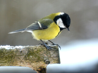 The great tit (Parus major) on the branch