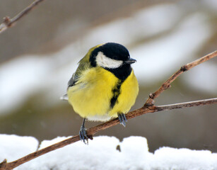 The great tit (Parus major) on the branch