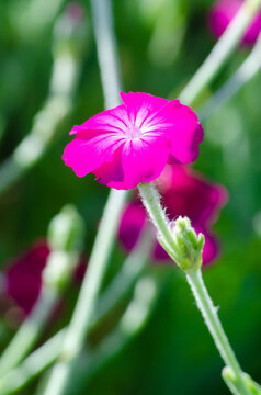 Rose campion Lychnis coronaria pink mullein against blurred green background