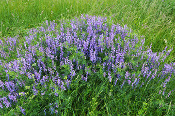 Obraz premium In the wild, Vicia tenuifolia blooms