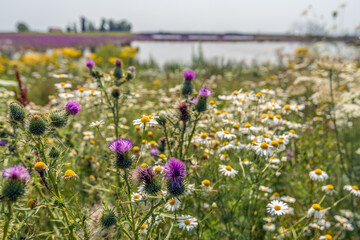 Colorful wildflowers in the Dutch National Park De Biesbosch in the province of North Brabant. Curly thistle blooms in the foreground and in the background wild daisies and chamomile are flowering.