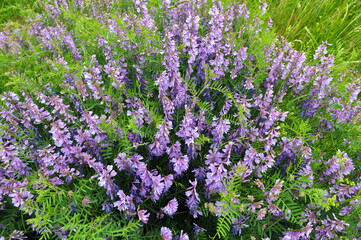 Obraz premium In the wild, Vicia tenuifolia blooms