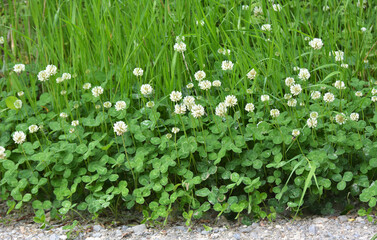 White clover blooms