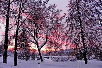 Crimson sunset in the park in winter. Through the branches of the trees, you can see the sky in red stripes. The setting sun is visible above the treetops in an orange semicircle.