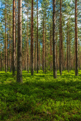 Fototapeta na wymiar Summer in a well cared pine forest in Sweden.