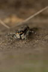 Eyes of grey wall jumper, Menemerus bivitattus, Satara Maharashtra india