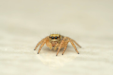 Beautiful eyes of jumping spider, Carrhottus viduus, Satara Maharashtra india
