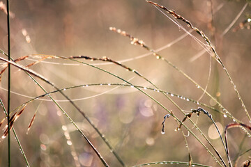 dew drops on the grass