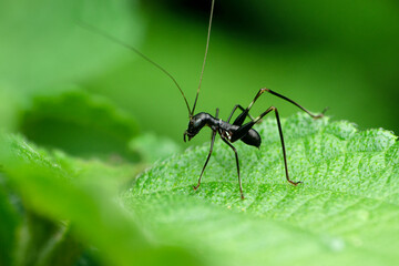 Ant mimiking cricket insect, Macroxiphus species, Satara, Maharashtra, India
