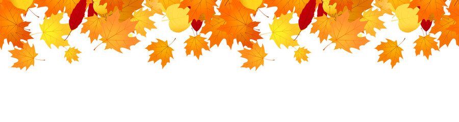 Fototapeta na wymiar Autumn banner with falling maple leaves