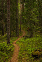 Walking path in a pine and fir forest