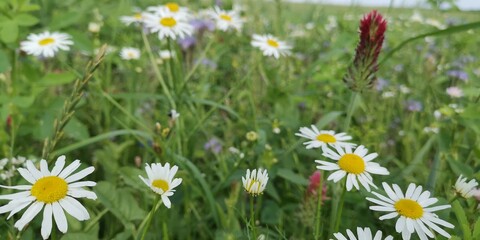 field of daisies © Brand75