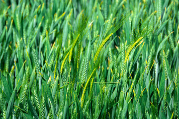 Green spikes and grains of wheat grass plant close-up shot from wheat plantation field in early...