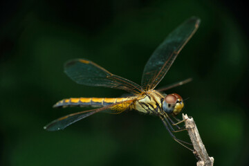 Full body of Male Hine’s emerald dragonfly, Somatochlora hineana, Satara, Maharashtra, India