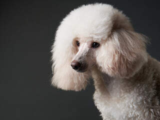 portrait of a white small poodle. dog on black background. Beautiful pet in studio