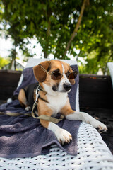 cute dog with glasses resting on a deck chair