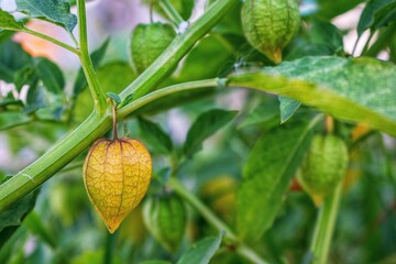 Cape gooseberry on natural green branch