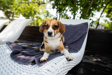 cute dog with glasses resting on a deck chair