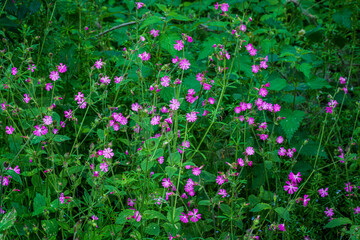 Red Campion or Catchfly or Silene dioica flowering in the wild in woodland area