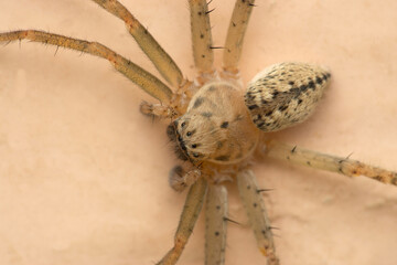 Huntsman spider, Olios sericeus, Satara, Maharashtra, India