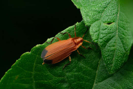 Net Winged beetle, Lycus trabeatus, Satara, Maharashtra, India