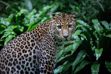Fototapeta na wymiar Sri Lankan leopard in the jungle