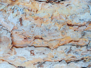 Light pine bark texture for use as a background or substrate. Photo of a tree trunk, macro photography.