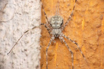 Two tailed spider, Hersilia savignyi, Satara, Maharashtra, India