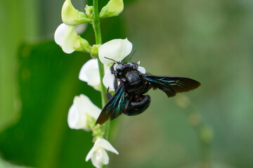 Fototapeta na wymiar Black Bumble bee, Bombus melanophygus, Satara, Maharashtra, India