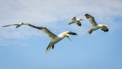 Northern Gannets Diving & Flying At Bempton Cliffs UK