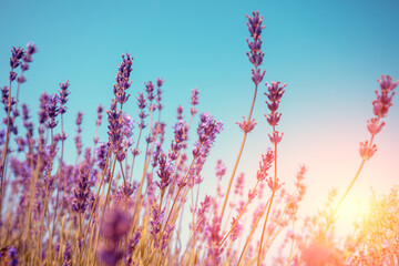 Fototapeta premium Flowering Lavender against blue sky in summer during sunrise