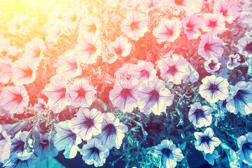 Vintage flowering Petunia flowers. Floral nature background. Gradient color