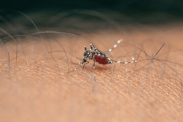 Yellow fever mosquito, Stegomyia albopicta, Satara, Maharashtra, India