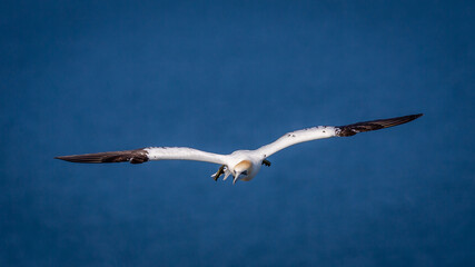 Northern Gannets Diving & Flying At Bempton Cliffs UK