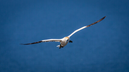 Northern Gannets Diving & Flying At Bempton Cliffs UK