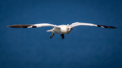 Northern Gannets Diving & Flying At Bempton Cliffs UK