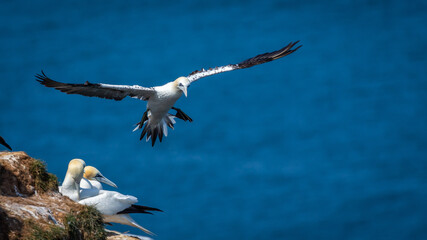 Northern Gannets Diving & Flying At Bempton Cliffs UK