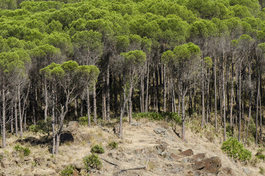 Close-up shot of dense Aleppo pine forest, Mijas, Spain.