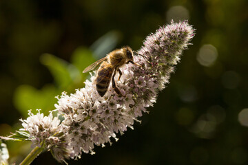 close-up of a flying insect collecting nectar at small herbal white blossoms
