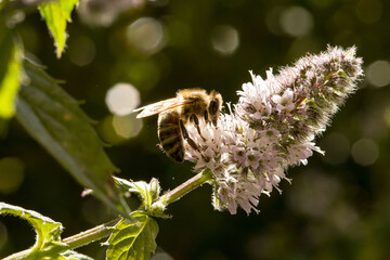 close-up of a flying insect collecting nectar at small herbal white blossoms