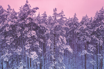 Pine snowy forest in winter in the early morning. Pine trees are covered with hoarfrost. Aerial view