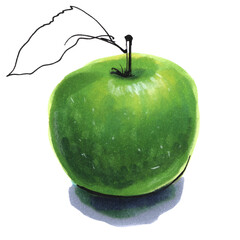 hand drawing markers watercolor green apple with twig and leaf close-up on white background clipart