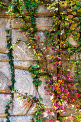 Beautiful and lonely autumn leaves