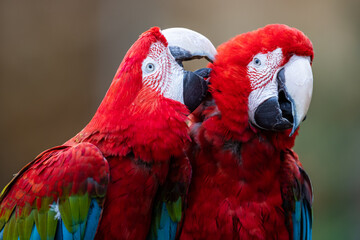 Portrait of a Red-and-green Macaw in the forest