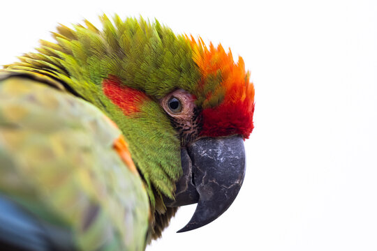 Portrait of a Red-fronted Macaw